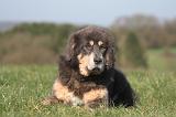 DOGUE DU TIBET 473